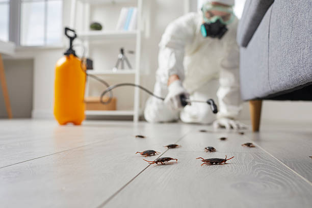 Post-Treatment Bed Bug Interceptor Monitoring in Falls Church